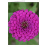 Zinnia Card