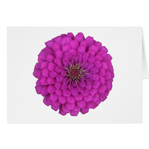 Zinnia Cards