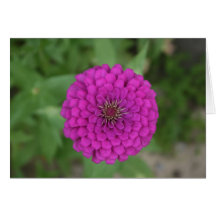 Zinnia Carte De Vœux