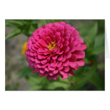 Zinnia Cartes De Vœux