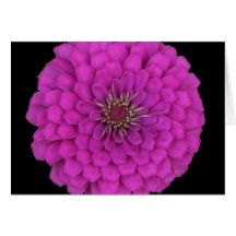 Zinnia Cartes De Vœux