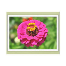 Zinnia Fower  4 Gallery Wrapped Canvas