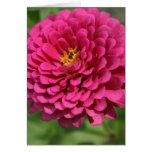 Zinnia Greeting Card