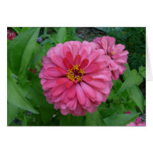 Zinnia Greeting Cards