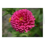 Zinnia Greeting Cards