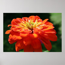 Zinnia orange poster