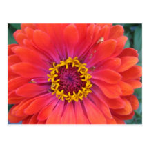 zinnia,orange state fair zinnia post cards