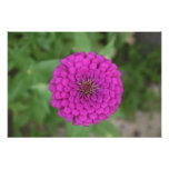 Zinnia Art Photo