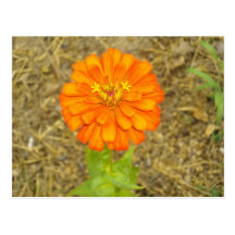 Zinnia Post Card