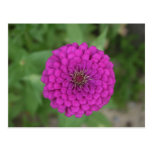 Zinnia Post Card