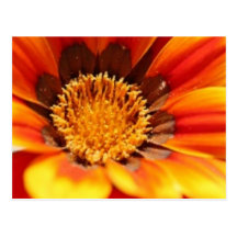 Zinnia Post Card