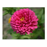 Zinnia Post Cards