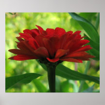Zinnia rouge foncé poster