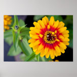 Zinnia Swizzle Scarlet and Yellow Print
