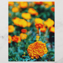 Zinnias garden flowers flyer