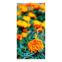 Zinnias garden flowers photo cards
