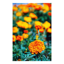 Zinnias garden flowers photo print