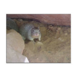 Zion National Park mascot postcards