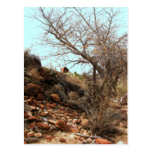 Zion River Post Card