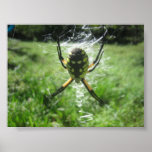 Zipper Spider Print