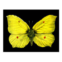 Zitronenfalter Cartes Postales