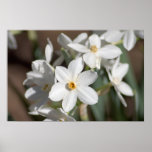 Ziva Paper White Flower Posters