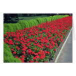Zonal Geranium (Pelargonium Hortorum) flowe cards