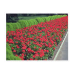 Zonal Geranium (Pelargonium Hortorum) flowe Post Cards