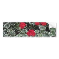 Zonal Geranium (Pelargonium Hortorum) flowers Bumper Stickers
