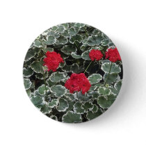 Zonal Geranium (Pelargonium Hortorum) flowers Pin