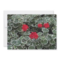 Zonal Geranium (Pelargonium Hortorum) flowers Invitation