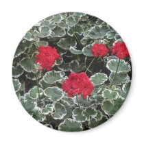 Zonal Geranium (Pelargonium Hortorum) flowers Magnets
