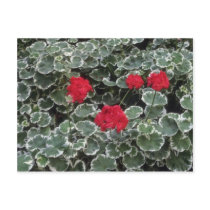 Zonal Geranium (Pelargonium Hortorum) flowers Postcards