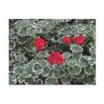 Zonal Geranium (Pelargonium Hortorum) flowers postcards