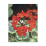 Zonal Geranium (Pelargonium Hortorum) flowers postcards