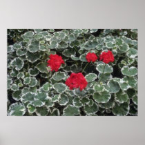 Zonal Geranium (Pelargonium Hortorum) flowers Poster