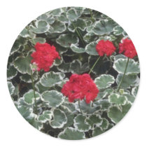 Zonal Geranium (Pelargonium Hortorum) flowers Round Sticker