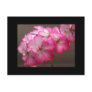 Zonale geranium 'Cattolica' Postcards