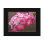 Zonale geranium 'Cattolica' postcards