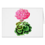 Zonale Geranium, Miss Martin Greeting Cards