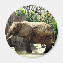 Zoo Animals Magnets