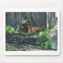 Zoo Animals Mouse Mats