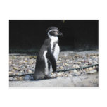 Zoo Animals Post Card