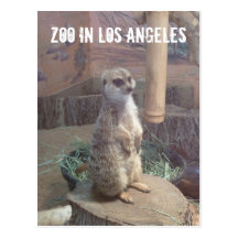 Zoo in Los Angeles Post Card