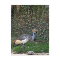 ZOO - LINE UP - PERFECT TIMING - CRANE POST CARD