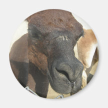 zoo refrigerator magnet