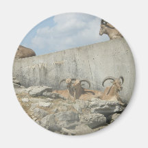 zoo refrigerator magnets