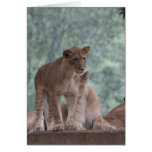 Zoo Series, Beautiful LIoness Greeting Card