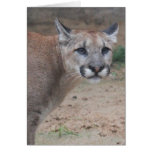 Zoo Series, Lioness, Oh What a Face! Cards