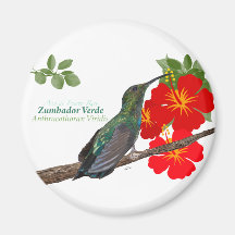 Zumbador Verde de Puerto Rico/Green Mango Magnets